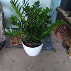 ZZ Plant 