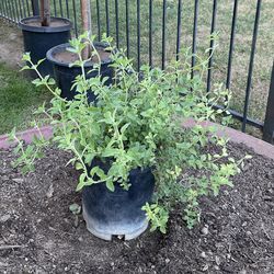 Oregano Live Herb Plant $10