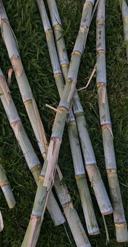 Organic sugarcane sticks