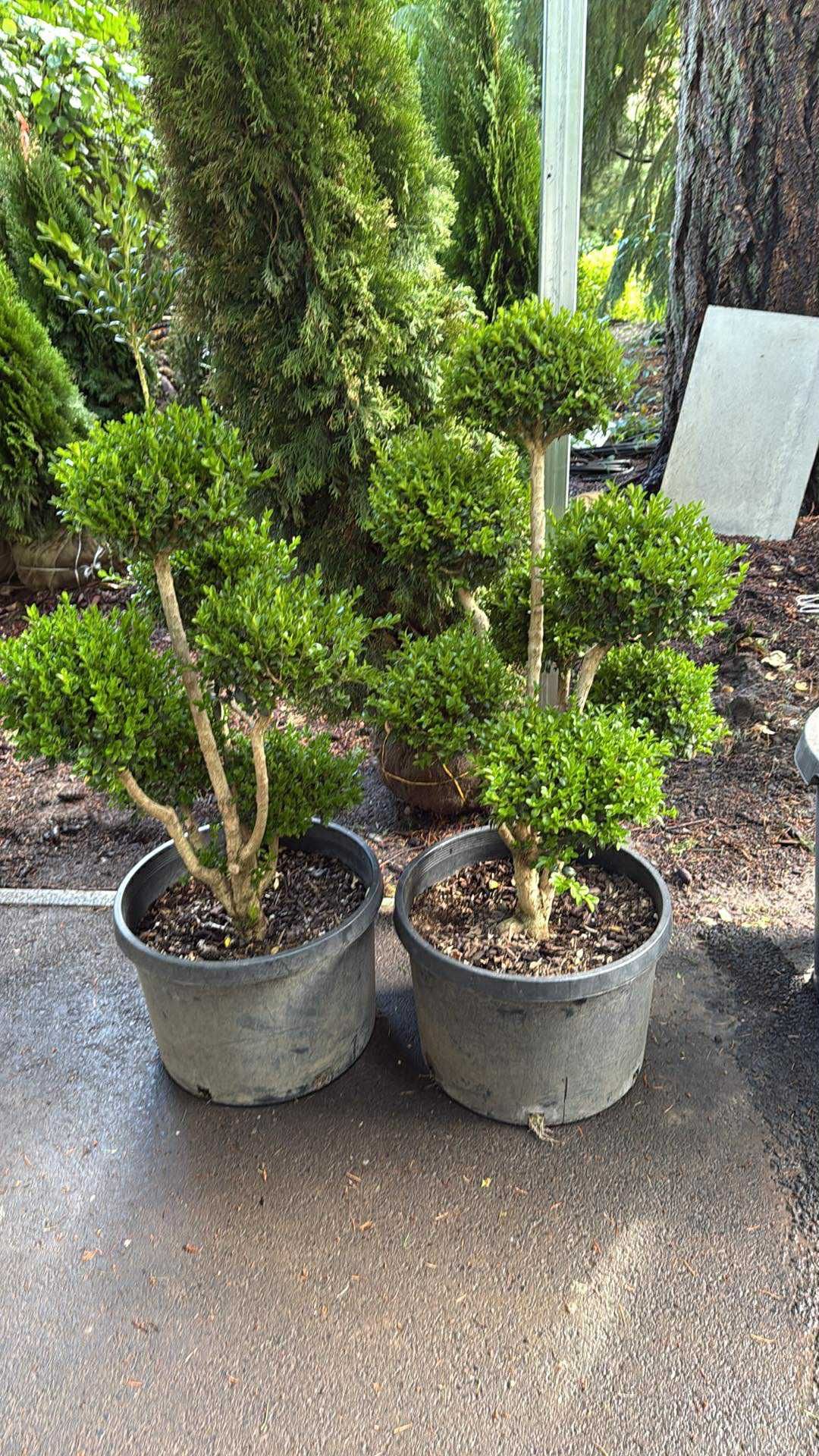 Topiary Boxwood Plants —
