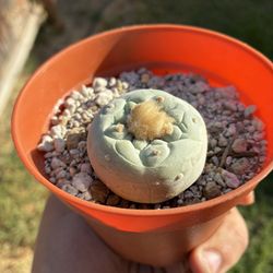 Super White Fricci Last Pic Mother Plant Rare Cactus Plant 