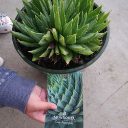 2 RARE MONROVIA SPIRAL ALOE 1.73 GAL