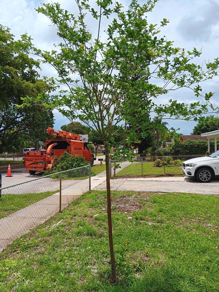 Tree For Sale Ready For The Ground