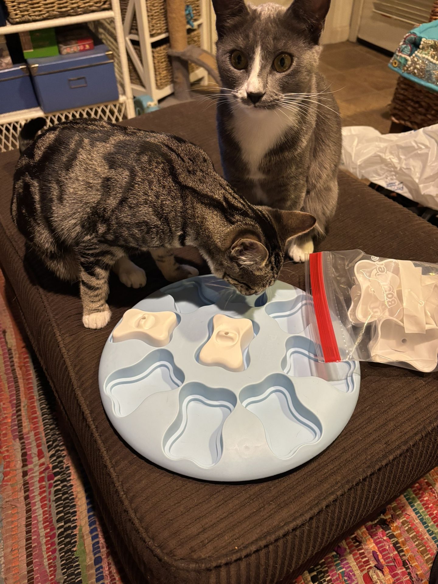 Cat (or Dog) Treat Puzzle