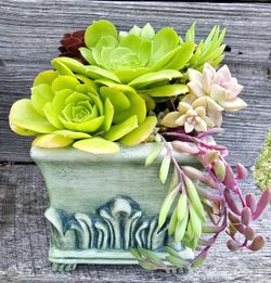 Mothers Day Gift!! Succulent Arrangements 