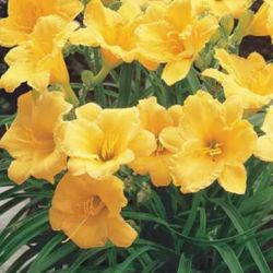 Beautiful Perennials 