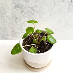 plant. pilea pepperomioides