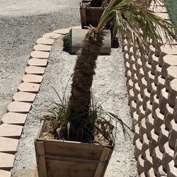 Mediterranean Fan Palms