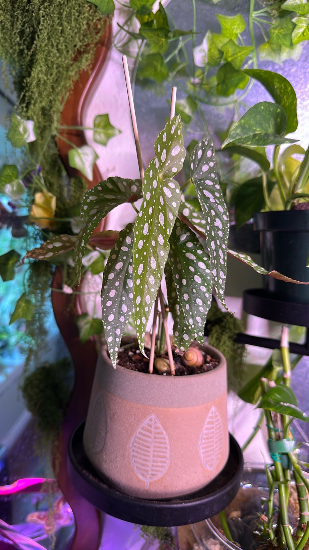 Plants and Props (Priced by Plant)