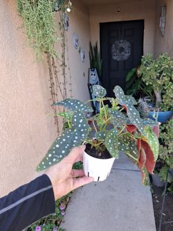 Begonia Maculata "Polkadot " Plant $18