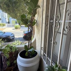 Plants / Pots