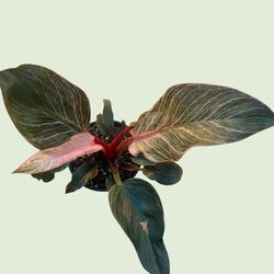 Pink Birkin philodendron 4” pot