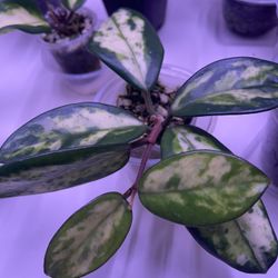 Hoya Madara Green Edge