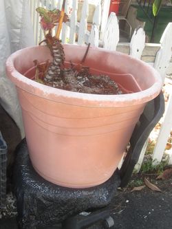 large planter