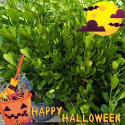 🌟🌿 Clusia 7gl OVERGROWN $23