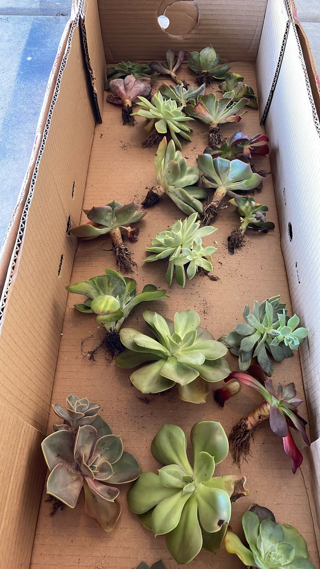 Fresh Succulents