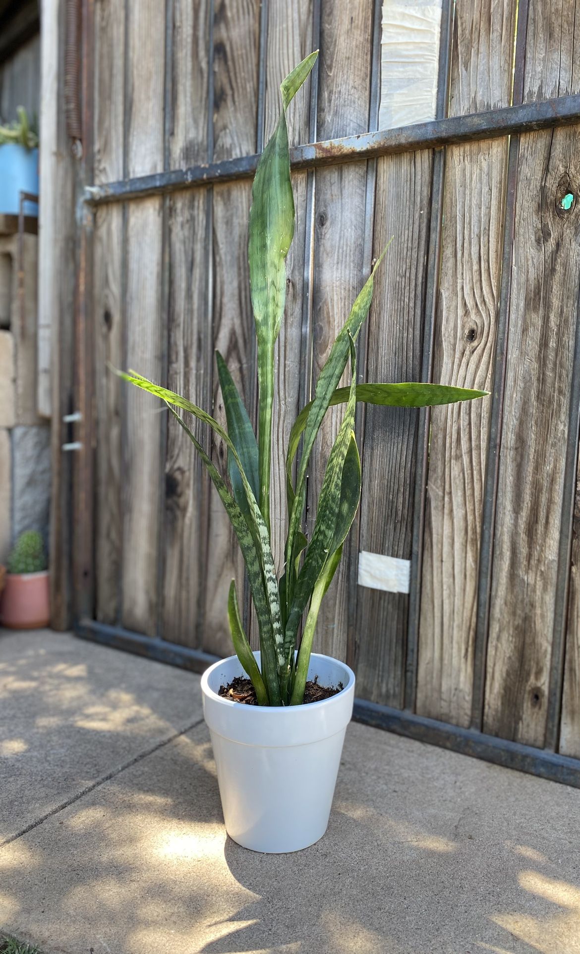 Indoor Mother-in-Law Or Snake Plant