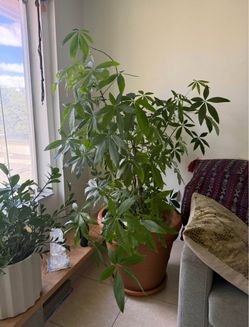 Indoor House Plant - Pachira Aquatica (Money Tree)t