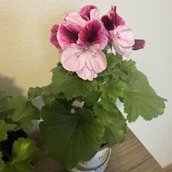 geranium Live Plant Five Dollars Each