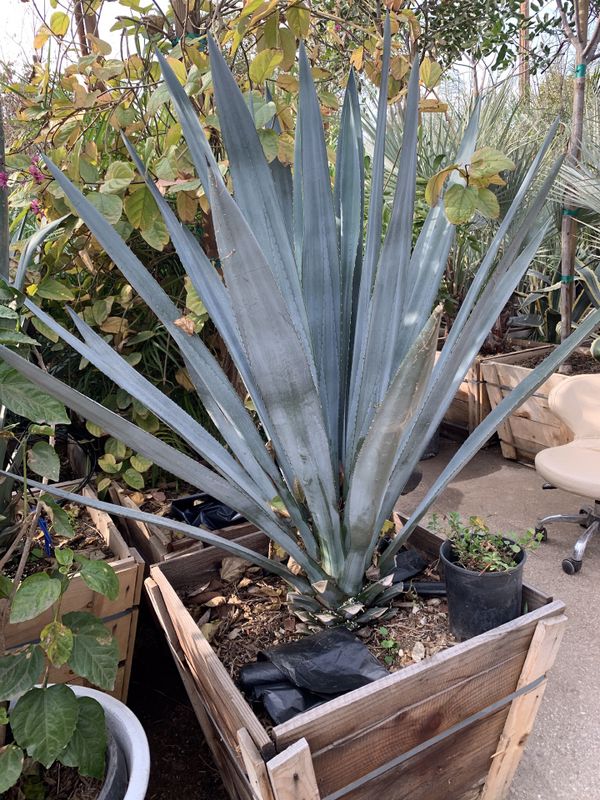 Tequila agave drought tolarent plant for Sale in Highland