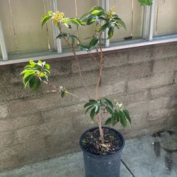 Dwarf Lichee lychee  fruit tree 3feet tall