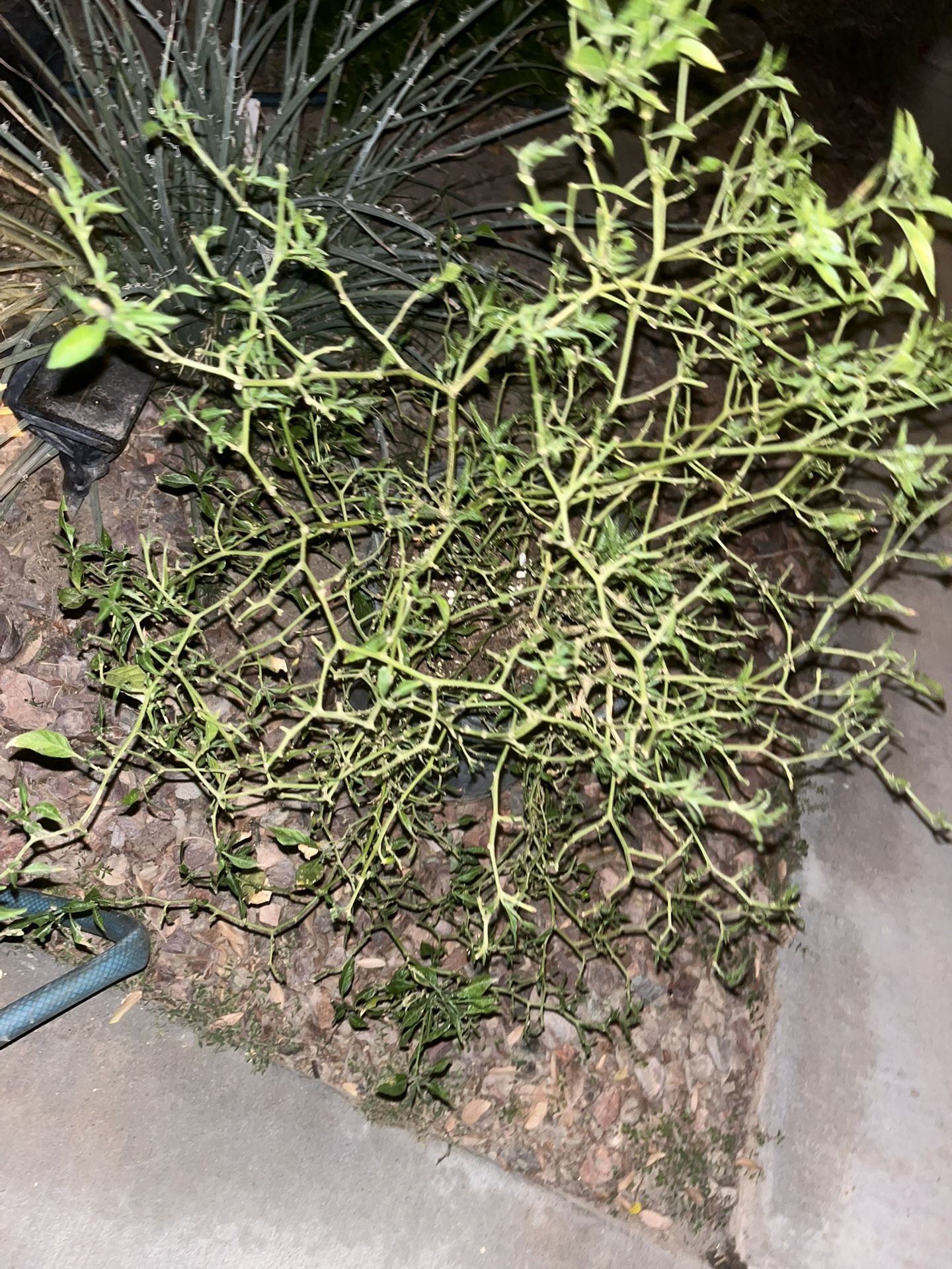 Chiltepin Pepper Plant