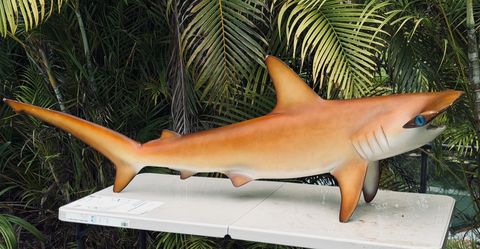 Shark mount