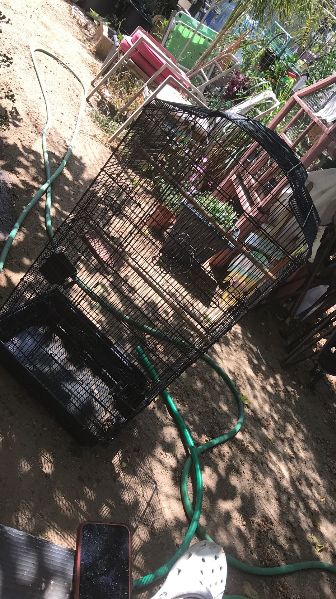 Bird Cage