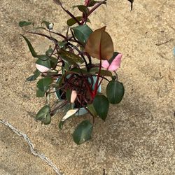 Pink Princess Philodendron 