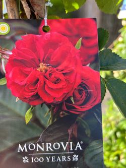 Beautiful 6ft fragrant climbing roses