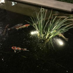 Low Speed Pond Pump/ Water Feature Pump 