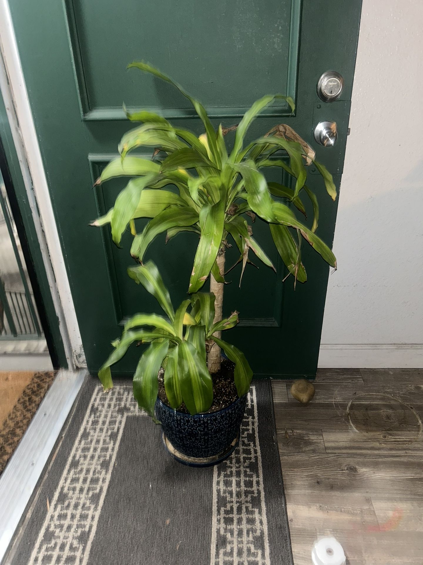 Indoor Plant