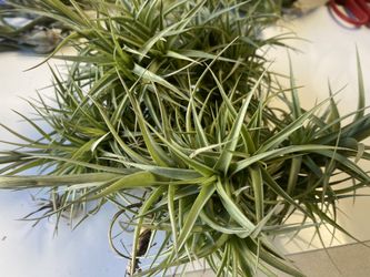 $2-$10 airplants