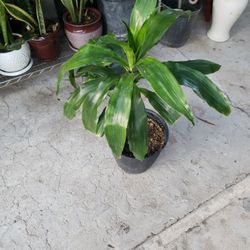 DRACAENA PLANT