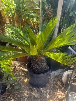 XL SAGO PALM