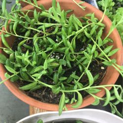Succulents Arrangements in a 2- Gal New Pots : String Of Bananas, Jelly Bean, & More😃😃