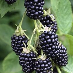 1 Gallon 2 Feet BlackBerry Fully Rooted Plant