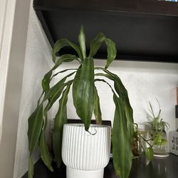 Spider plant