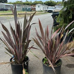 Phornium T Sundowner 