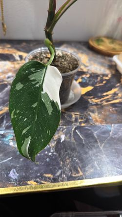 White princess philodendron