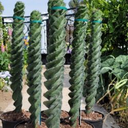 Cactus Spiral 1gallon 