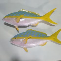 Yellowtail Snapper Fish Mount 