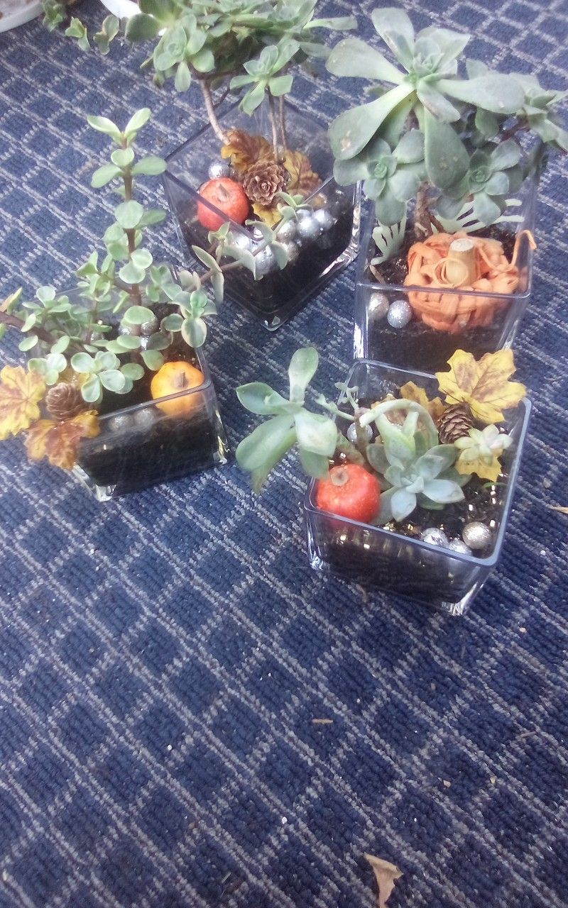 Succulents  In Glass Square Vase