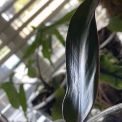 Philodendron