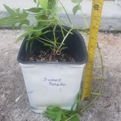 Sweet Potato Plant,  Live 