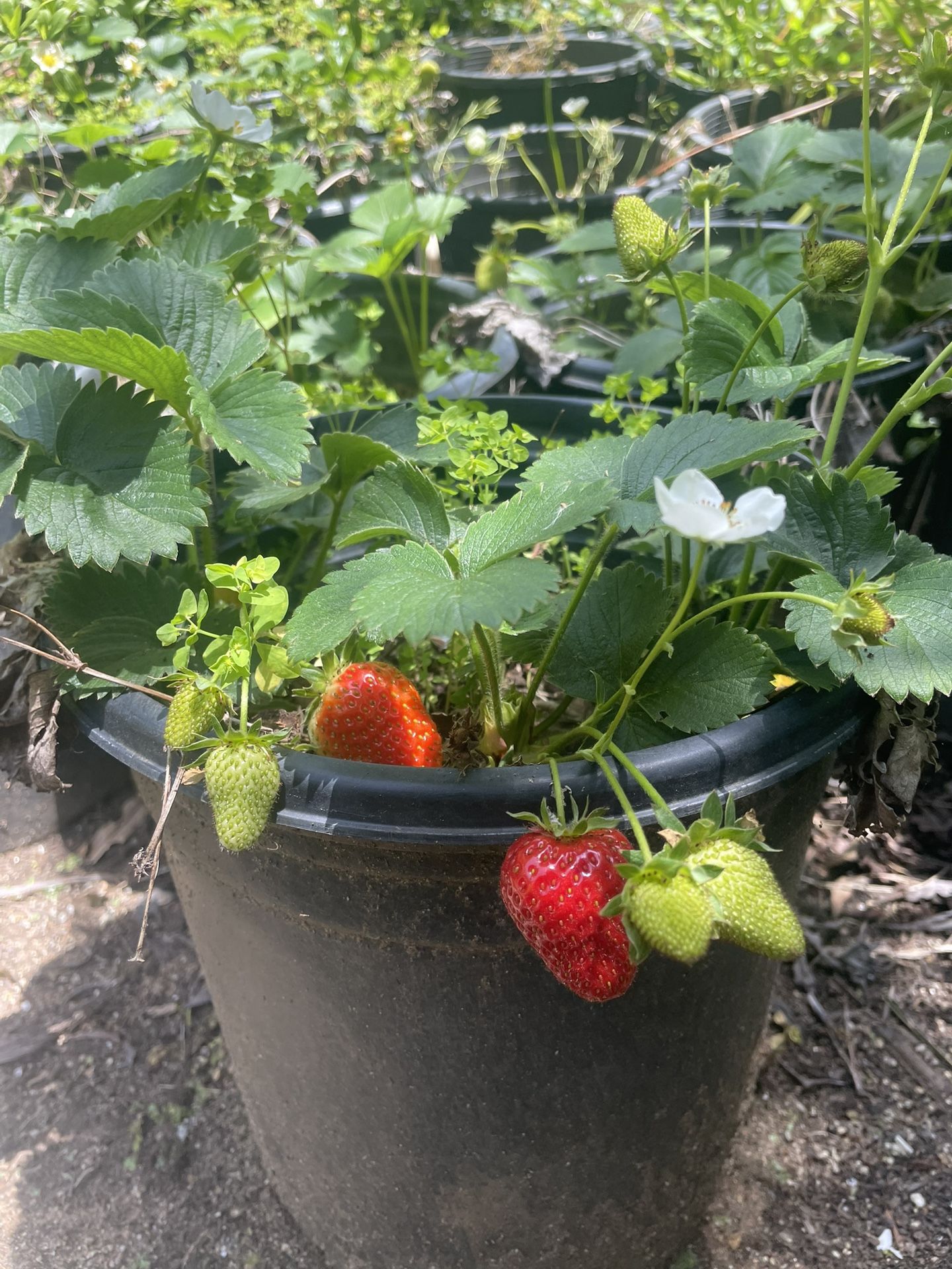 Strawberry Plants- Grape Vines- Blackberry Plants- Blueberry Plants- Gooseberry Plants- Raspberry Plants- Marionberry Plants- Currant Berry Plants