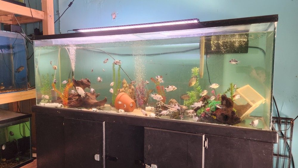 Fish Tank