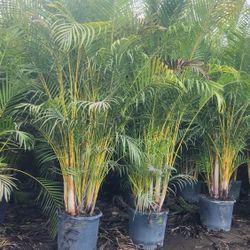 Beautiful Arecas Palms For Inmediate Privacy!!! 6 Feet Tall!! Fertilized 