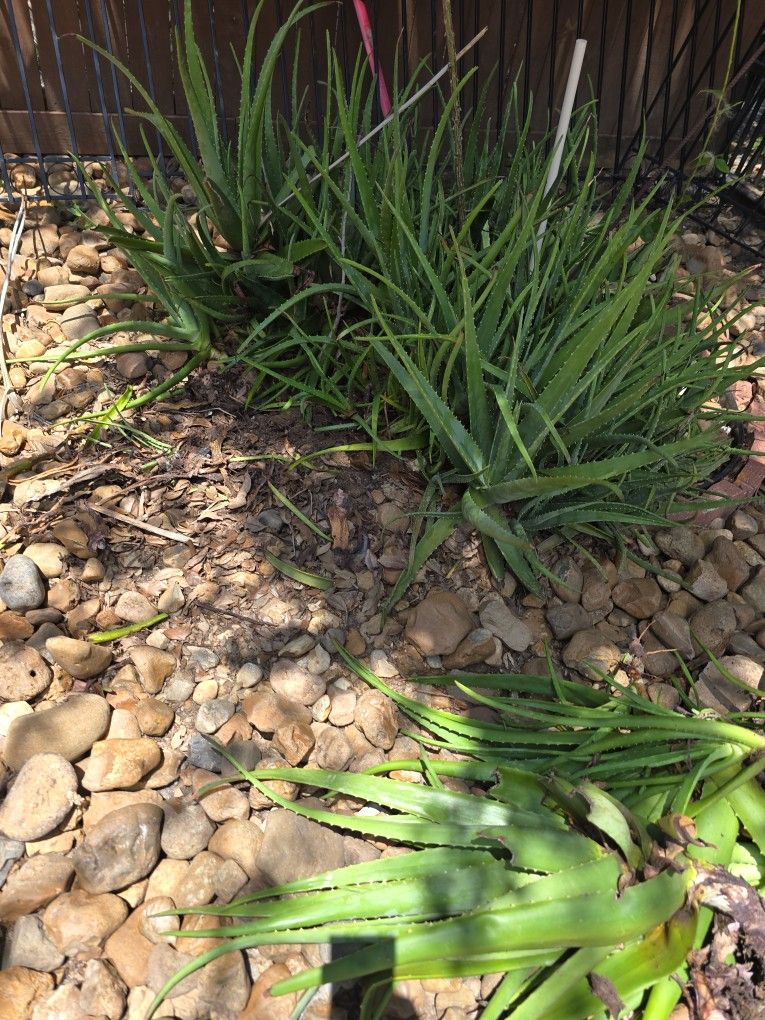 Aloe Vera Plants