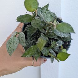 Hoya Krohniana Eskimo/Silver Splash Plant 4" Pot - Indoor House Plants 